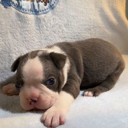 Baby Boy B - Blue male Boston Terrier puppy in Pine Prairie, Louisiana from Candi's Boston Terriers