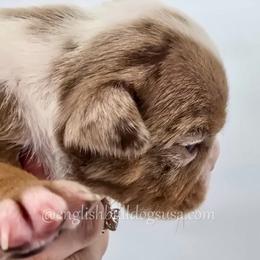 Brisket - Chocolate tri-color male Bulldog puppy in Elliottsburg, Pennsylvania from Pappy's Bulldogs