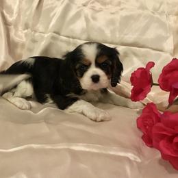 Cavalier King Charles Spaniel and Pembroke Welsh Corgi Puppies from Puppy PlayPen