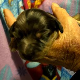 DAISY CKC REGISTERED FULL RIGHTS - Dapple female Dachshund puppy in Elizabethtown, Kentucky from Teeny Tiny Puppy Tails