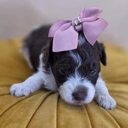 Bunny - Parti female Goldendoodle puppy in Decatur, Tennessee from Diamond's Doodles