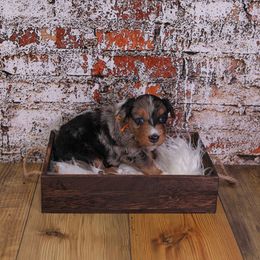 Dean - Merle male Assorted Doodle Crosses puppy in Calhoun, Georgia from Happy Top Doodles