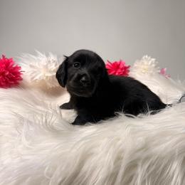 Raven - Black female Dachshund puppy in Mc Donough, Georgia from Hot Diggity Doxies