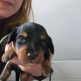 Green - Black and tan male Dachshund puppy in Amarillo, Texas from Panhandle Dashing Doxies