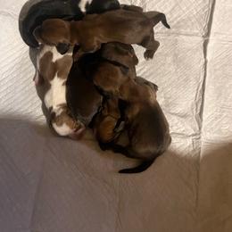 4 - Red male Dachshund puppy in East Dover, Vermont from Audet’s Mini Dachshunds