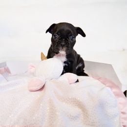 French Bulldog Puppies from FrenchieBnB
