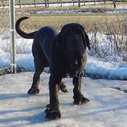 Molosser (Bully x)s from Grizzly Molossus