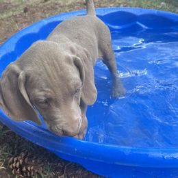 Green collar - Silver gray male Weimaraner puppy in Payson, Arizona from Desert skyes weims