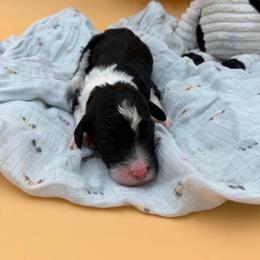 Dalton - Black and white male Sheepadoodle puppy in Willacoochee, Georgia from Kitandkboodle's Doodles