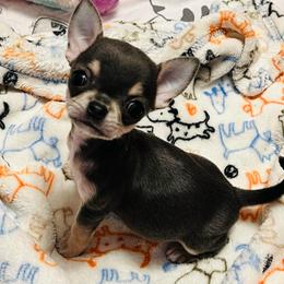 Grafinya Georgetta - Blue and tan female Chihuahua puppy in Buffalo Grove, Illinois from Piccoli Amici Chihuahuas