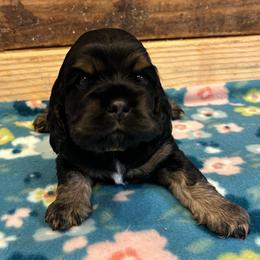 Yellow Collar Boy - Black white and tan male Cocker Spaniel puppy in Simms, Texas from Clayton’s Cocker Spaniels