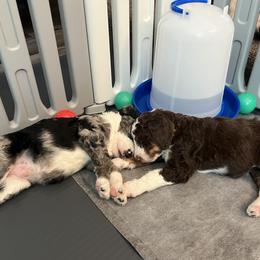 Bernedoodle Puppies from Lovey Dovey Bernedoodles