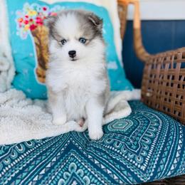 Aperol - Blue female Pomsky puppy in Yavapai County, Arizona from Pawsh Pomskies