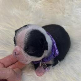 S. Female 1 - Black and white female Boston Terrier puppy in Mc Donough, Georgia from Ballard Boston Terriers