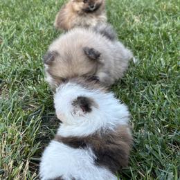 Pomeranian Puppies from Tinkerpoms