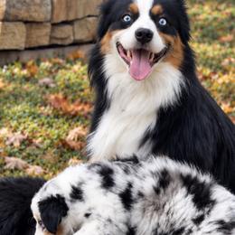 Tan'si - Miniature American Shepherd
