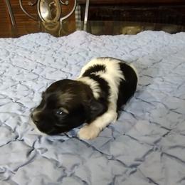 Rocky - Black and white male Havanese puppy in Cleveland, Texas from 7th Heaven Havanese of Texas