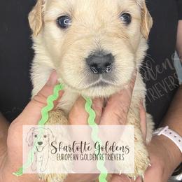 Jenga (green) - Golden female Golden Retriever puppy in Argyle, Texas from Skarlotte Goldens, LLC