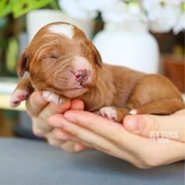 Ranger - Red  male Goldendoodle puppy in Salado, Texas from Red Ranch Dogs