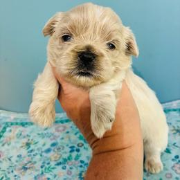 Polar bear - Cream and white male Shih Tzu puppy in Hawthorne, Florida from Simply Southern Shihtzus