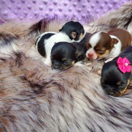 Chihuahua Puppies from Pretty Little Chis