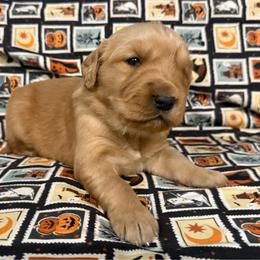 Blue Girl - Dark golden female Golden Retriever puppy in Rockwell, North Carolina from KnL Golden Acres