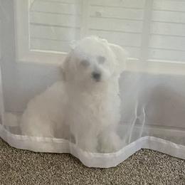 Maltese from Mimi’s Babies