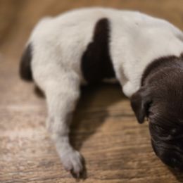 Sweetest 1 - Liver roan female German Shorthaired Pointer puppy in Troy, North Carolina from Uwharrie GSP