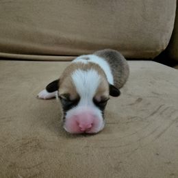Pembroke Welsh Corgi and Saint Bernard Puppies from Middle Georgia Saints and Corgis