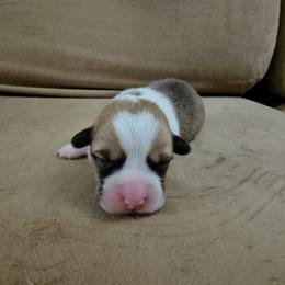 Pembroke Welsh Corgi and Saint Bernard Puppies from Middle Georgia Saints and Corgis
