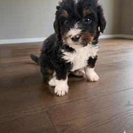 Journey - Tri-color female Bernedoodle puppy in Cape Fair, Missouri from Flat Creek Bernedoodles