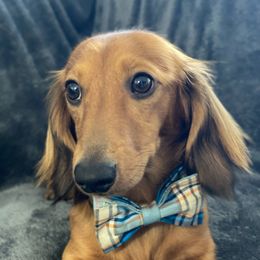 Charlie - Dachshund