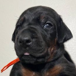 NYX - Black and rust female Doberman Pinscher puppy in Newberg, Oregon from De Mata Dobermann Kennel