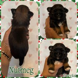 Nutmeg - Black and tan male Shih Tzu puppy in Yelm, Washington from Lala's All Star Shih Tzu