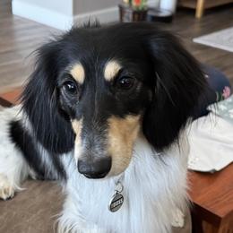 Oreo - Dachshund