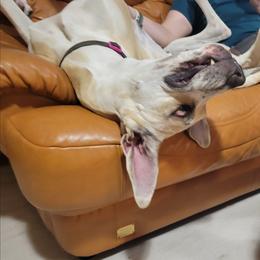 Poppi - Great Dane