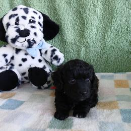 Eli - Black male Havapoo puppy in Blanch, North Carolina from Faithful Hearts Kennel