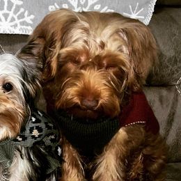 Yorkshire Terriers from Emerson Yorkies