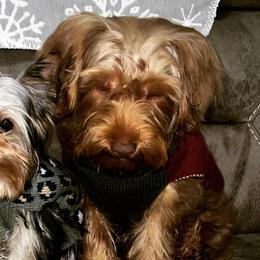 Yorkshire Terriers from Emerson Yorkies
