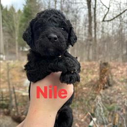 Nile - Black male Goldendoodle puppy in Prosperity, Pennsylvania from Stelladoodles & Company