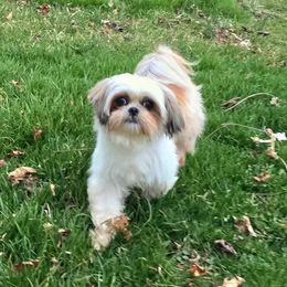 Peanut - Shih Tzu