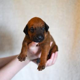 Red Boy - Rd whtn blk nose male Rhodesian Ridgeback puppy in Hillman, Minnesota from Rhoxwood Kennel