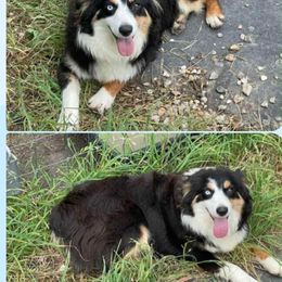 Billie - Australian Shepherd