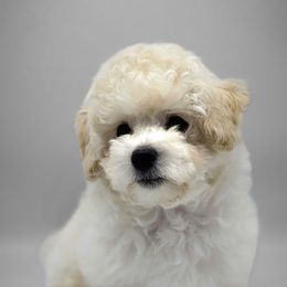 Havapoo Puppies from My Havapoo Puppy