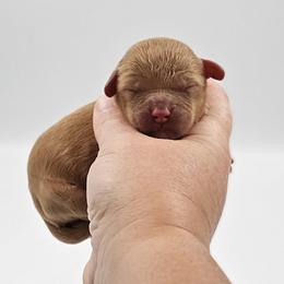 Hazel - Red female Cavapoo puppy in Mocksville, North Carolina from Hunting Creek Farms