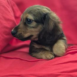 Adam AKC Shaded Red - Red male Dachshund puppy in Los Angeles, California from Sterling Dachshunds