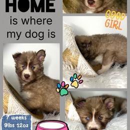 Sedona - Red and white female Siberian Husky puppy in Florence, Kentucky from Moonlight Howl Huskies