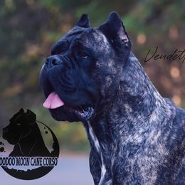 Vende - Cane Corso