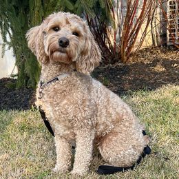 Primrose - Goldendoodle