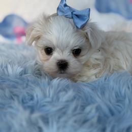 Yeti - White male Maltese puppy in Newport Beach, California from Exotic City Pomeranians and chihuahuas